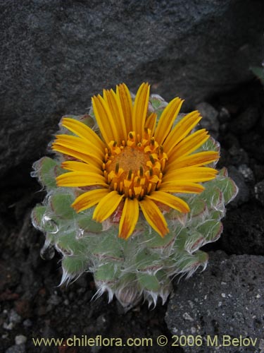 Image of Chaetanthera villosa (Chinita). Click to enlarge parts of image.