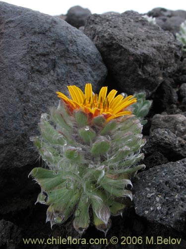 Image of Chaetanthera villosa (Chinita). Click to enlarge parts of image.