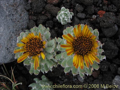 Image of Chaetanthera villosa (Chinita). Click to enlarge parts of image.