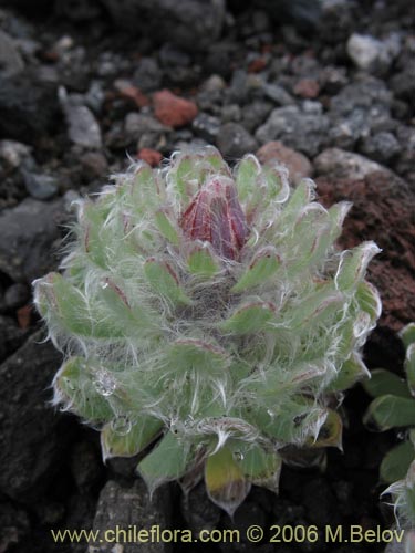 Image of Chaetanthera villosa (Chinita). Click to enlarge parts of image.