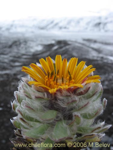 Image of Chaetanthera villosa (Chinita). Click to enlarge parts of image.