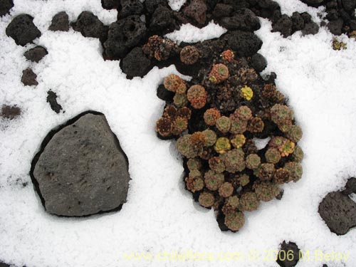 Bild von Nassauvia lagascae (Repollito / Nassauvia pigmea). Klicken Sie, um den Ausschnitt zu vergrössern.