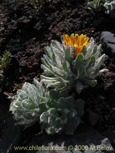 Image of Chaetanthera villosa (Chinita). Click to enlarge parts of image.