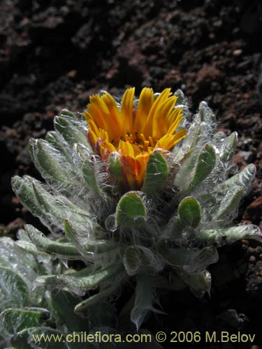 Image of Chaetanthera villosa (Chinita). Click to enlarge parts of image.