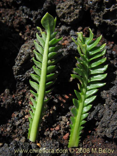 Bild von Perezia pedicularidifolia (Estrella de los Andes). Klicken Sie, um den Ausschnitt zu vergrössern.