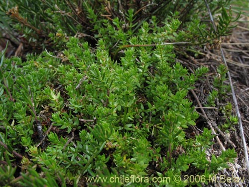 Image of Galium sp. #2363 (). Click to enlarge parts of image.
