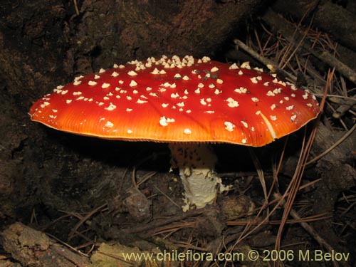 Image of Amanita muscaria (). Click to enlarge parts of image.
