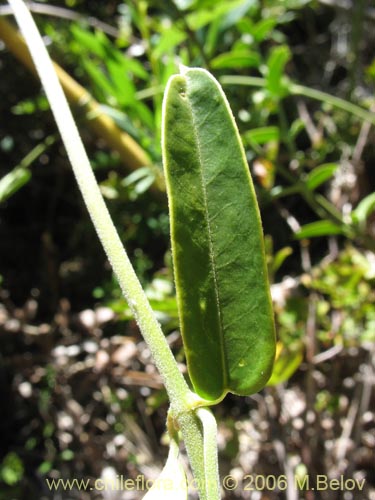 Image of Diplolepsis menziesii (Voqui amarillo / Voquicillo). Click to enlarge parts of image.