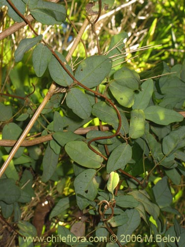 Image of Boquila trifoliolata (Voqui blanco / Pilpilvoqui). Click to enlarge parts of image.