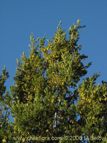 Imágen de Prumnopitys andina (Lleuque / Uva de cordillera). Haga un clic para aumentar parte de imágen.