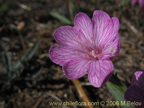 Image of Epilobium sp. #0384 (). Click to enlarge parts of image.