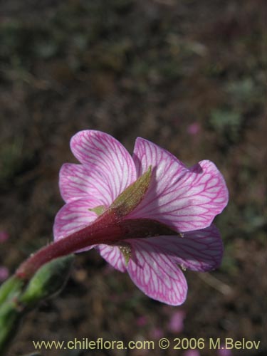 Image of Epilobium sp. #0384 (). Click to enlarge parts of image.