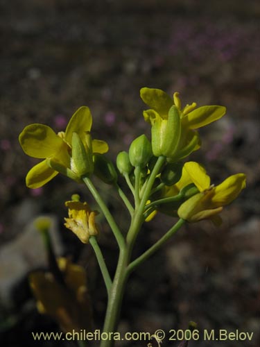 未確認の植物種 sp. #3034の写真