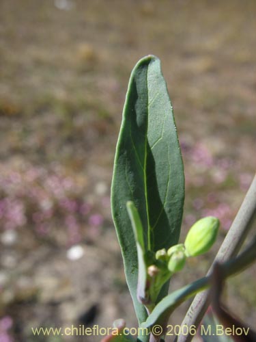 未確認の植物種 sp. #3034の写真