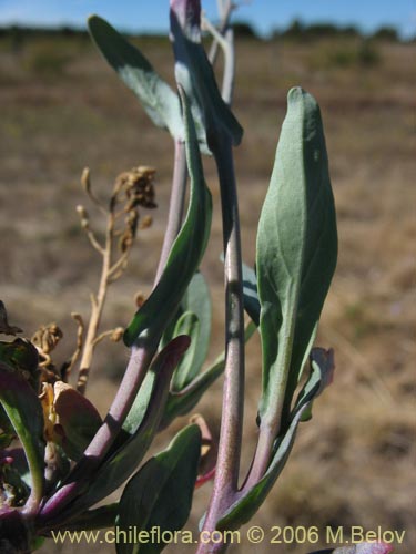 未確認の植物種 sp. #3034の写真