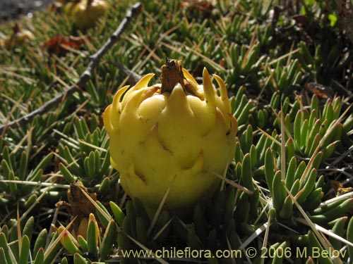 Image of Maihuenia poeppigii (Maihun). Click to enlarge parts of image.