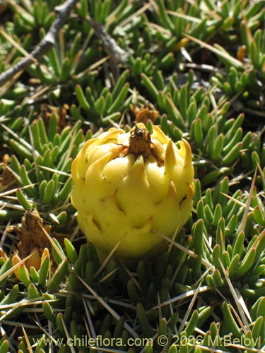 Image of Maihuenia poeppigii (Maihun). Click to enlarge parts of image.