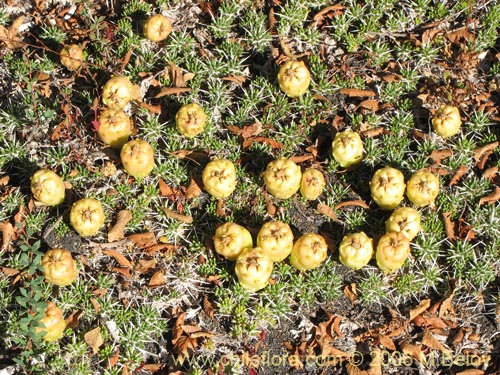 Image of Maihuenia poeppigii (Maihun). Click to enlarge parts of image.