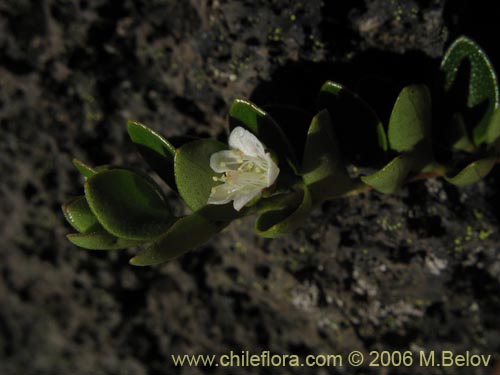 Image of Gaultheria sp. #2348 (). Click to enlarge parts of image.