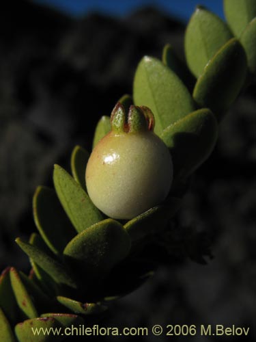 Image of Gaultheria sp. #2348 (). Click to enlarge parts of image.