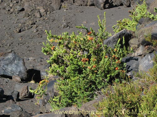 Bild von Orites myrtoidea (Radal enano). Klicken Sie, um den Ausschnitt zu vergrössern.