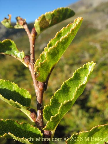 Image of Nothofagus antarctica (irre). Click to enlarge parts of image.