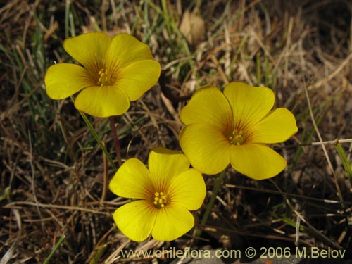 Bild von Oxalis sp. #1561 (). Klicken Sie, um den Ausschnitt zu vergrössern.