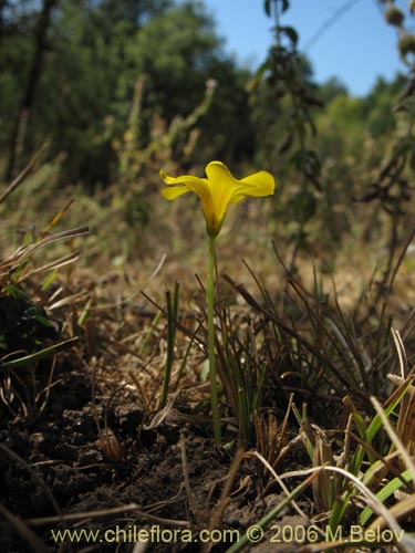 Bild von Oxalis sp. #1561 (). Klicken Sie, um den Ausschnitt zu vergrössern.