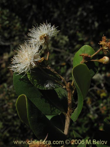 Image of Myrceugenia exsucca (Pitrilla / Pitra / Patagua). Click to enlarge parts of image.