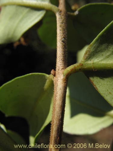 Myrceugenia exsucca의 사진