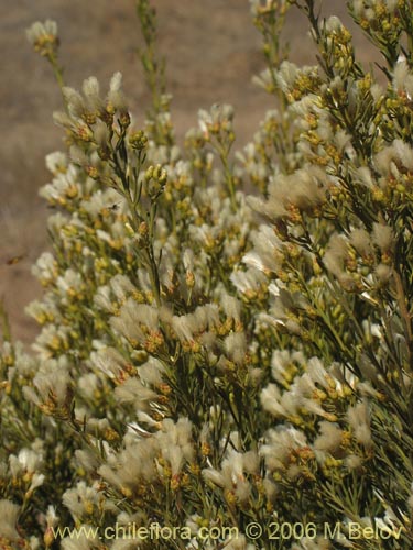 Bild von Baccharis linearis (Romerillo). Klicken Sie, um den Ausschnitt zu vergrössern.
