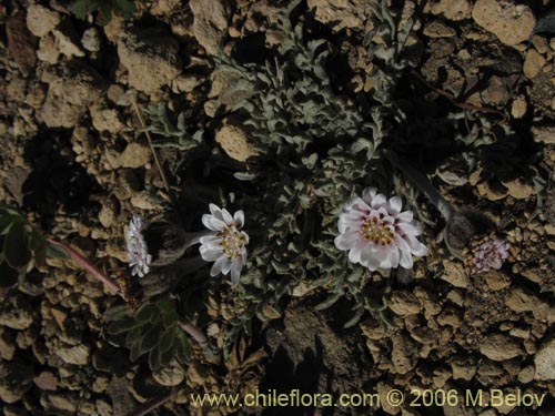 Leucheria candidissima的照片