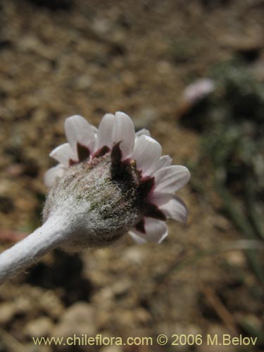 Leucheria candidissima的照片