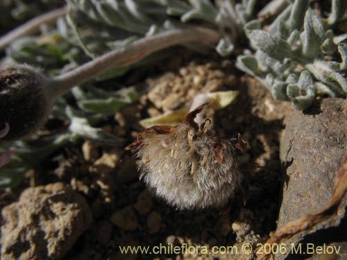 Leucheria candidissima的照片