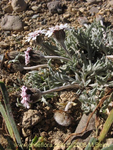 Leucheria candidissima的照片