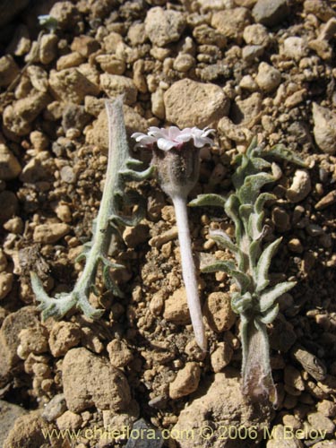 Leucheria candidissima的照片