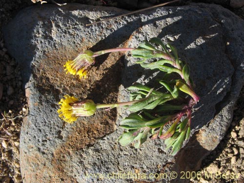 Image of Senecio sp. #1563 (). Click to enlarge parts of image.