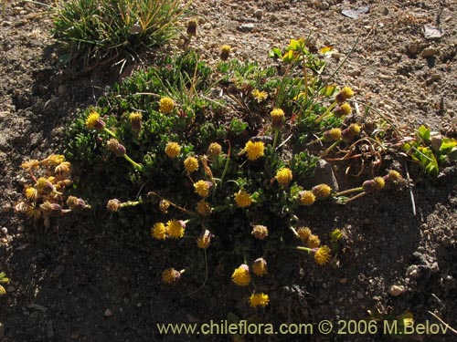 Image of Senecio sp. #1563 (). Click to enlarge parts of image.
