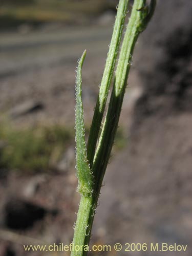 Bild von Asteraceae sp. #3035 (). Klicken Sie, um den Ausschnitt zu vergrössern.