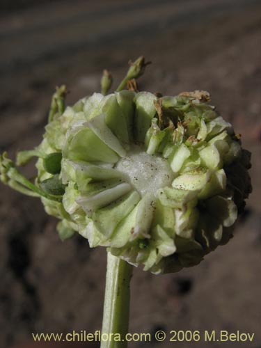 Nastanthus spathulatusの写真