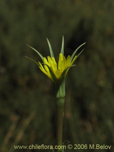 Bild von Tragopogon pratensis (salsifí de prado). Klicken Sie, um den Ausschnitt zu vergrössern.