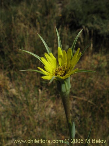 Image of Tragopogon pratensis (salsifí de prado). Click to enlarge parts of image.