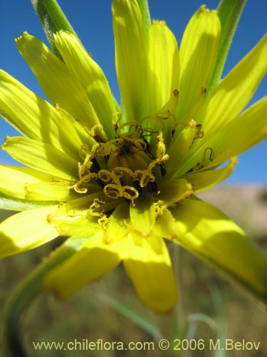 Image of Tragopogon pratensis (salsifí de prado). Click to enlarge parts of image.