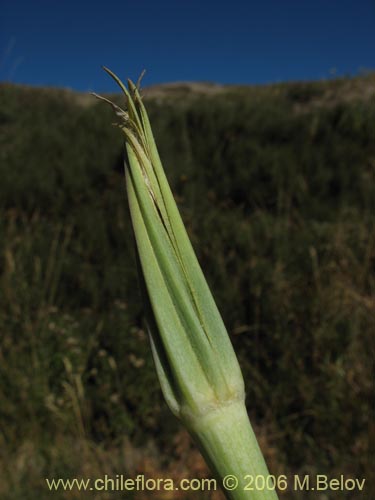Image of Tragopogon pratensis (salsifí de prado). Click to enlarge parts of image.