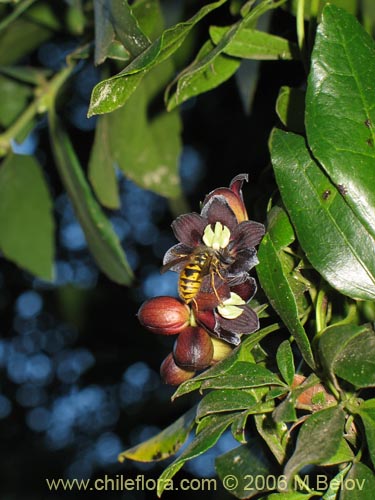 Image of Lardizabala biternata (Cóguil / Voqui blanco / Voqui / Coguilera). Click to enlarge parts of image.