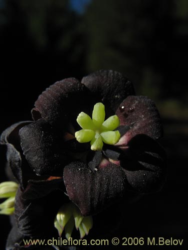 Image of Lardizabala biternata (Cóguil / Voqui blanco / Voqui / Coguilera). Click to enlarge parts of image.