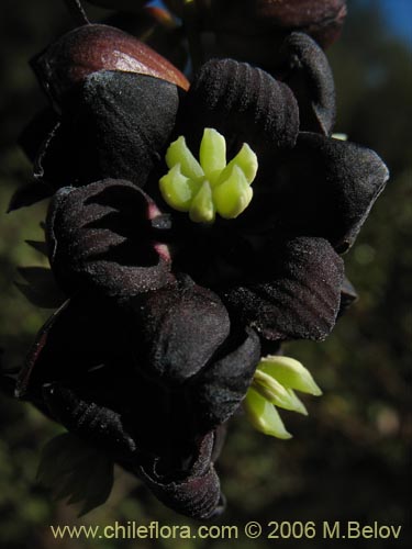 Image of Lardizabala biternata (Cóguil / Voqui blanco / Voqui / Coguilera). Click to enlarge parts of image.