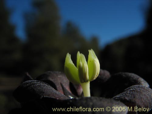 Image of Lardizabala biternata (Cóguil / Voqui blanco / Voqui / Coguilera). Click to enlarge parts of image.