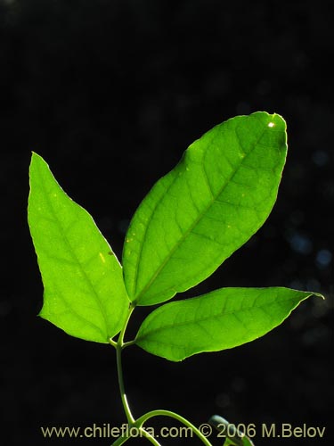 Image of Lardizabala biternata (Cóguil / Voqui blanco / Voqui / Coguilera). Click to enlarge parts of image.
