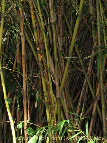 Bild von Chusquea quila (Quila). Klicken Sie, um den Ausschnitt zu vergrössern.